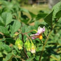 Pommes de terre (Solanum tuberosum)