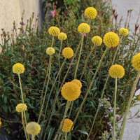 Baguette de tambour / Craspédie globuleuse (Craspedia globosa) graines