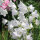 Campanule à feuilles de pêcher Alba (Campanula persicifolia)