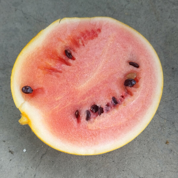 Melon pastèque Golden Midget (Citrullus lanatus) graines