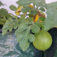 Melon pastèque Golden Midget (Citrullus lanatus) graines