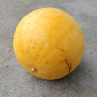 Melon pastèque Golden Midget (Citrullus lanatus) graines