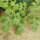 Melon pastèque Golden Midget (Citrullus lanatus) graines