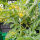 Melon pastèque Golden Midget (Citrullus lanatus) graines