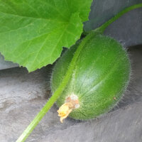 Melon Minnesota Midget (Cucumis melo) graines