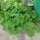 Melon Minnesota Midget (Cucumis melo) graines