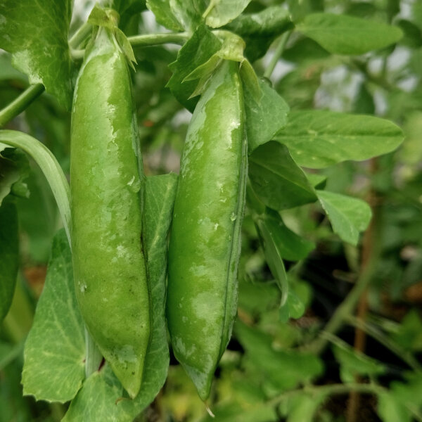 Pois mangetout dhiver Sima (Pisum sativum) bio