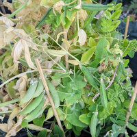 Pois mangetout dhiver Sima (Pisum sativum) bio
