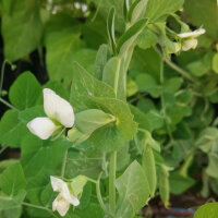 Pois mange-tout Delikett (Pisum sativum) graines