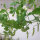 Pois mange-tout Delikett (Pisum sativum) graines