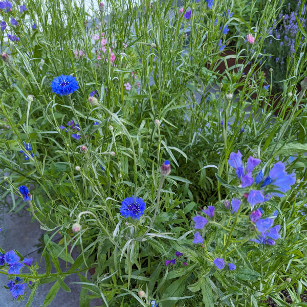 Bouquet de fleurs bleues