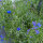 Bouquet de fleurs bleues