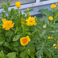 Bouquet de fleurs jaunes