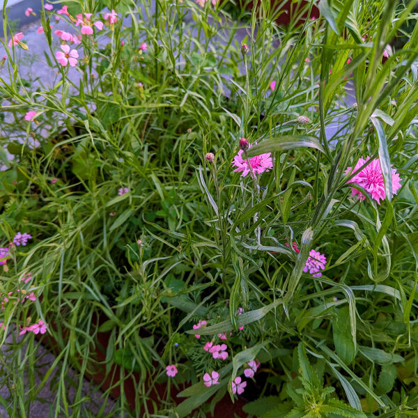 Bouquet de fleurs roses