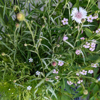 Bouquet de fleurs blanches