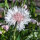 Bouquet de fleurs blanches