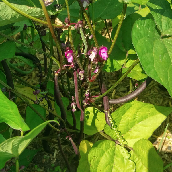 Haricot  Royal Burgundy  (Phaseolus vulgaris)  graines