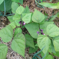 Haricot  Royal Burgundy  (Phaseolus vulgaris)  graines