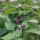 Haricot  Royal Burgundy  (Phaseolus vulgaris)  graines