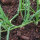 Oignon De Barletta (Allium cepa) graines