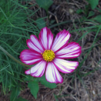 Cosmea (Cosmos bipinnatus) bio semences