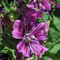 Mauve de Mauritanie (Malva sylvestris ssp.mauritiana)...