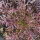 Moutarde Red Frills (Brassica juncea)
