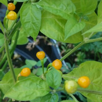 Piment Aji Charapita (Capsicum chinense) graines