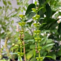 Scutellaire du Baïkal / Scutellaire de Chine (Scutellaria baicalensis) bio
