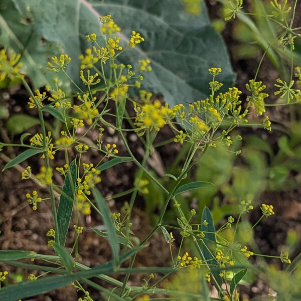 Buplèvre en faux / Percefeuille (Bupleurum falcatum) graines