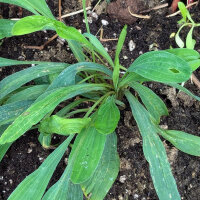 Buplèvre en faux / Percefeuille (Bupleurum falcatum) graines