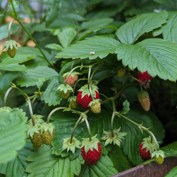 Fraisier des quatre saisons Attila (Fragaria vesca var. semperflorens) graines