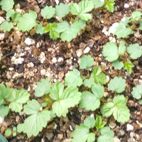 Fraisier des quatre saisons Attila (Fragaria vesca var. semperflorens) graines