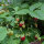 Fraisier des quatre saisons Attila (Fragaria vesca var. semperflorens) graines