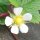 Fraisier des quatre saisons Attila (Fragaria vesca var. semperflorens) graines