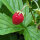 Fraisier des quatre saisons Attila (Fragaria vesca var. semperflorens) graines