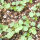 Fraisier des quatre saisons Attila (Fragaria vesca var. semperflorens) graines