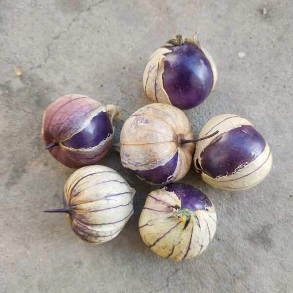 Tomatillo Purple (Physalis ixocarpa) Organic seeds