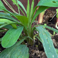 Mélange de plantes aromatiques pour prairie (bio)...
