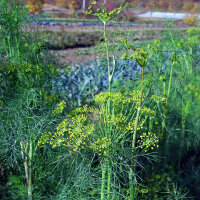 Mélange de plantes aromatiques pour prairie (bio) env. 30g de semences suffisent pour 10m².