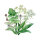 Mélange de plantes aromatiques pour prairie (bio) env. 30g de semences suffisent pour 10m².