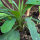 Mélange de plantes aromatiques pour prairie (bio) env. 30g de semences suffisent pour 10m².