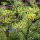 Mélange de plantes aromatiques pour prairie (bio) env. 30g de semences suffisent pour 10m².