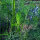 Mélange de plantes aromatiques pour prairie (bio) env. 30g de semences suffisent pour 10m².