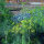 Mélange de plantes aromatiques pour prairie (bio) env. 30g de semences suffisent pour 10m².