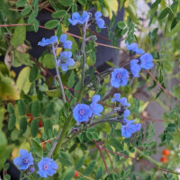 Myosotis Chinois (Cynoglossum amabile)