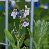 Myosotis Chinois (Cynoglossum amabile)
