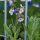 Myosotis Chinois (Cynoglossum amabile)