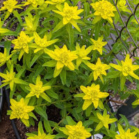 Euphorbe dorée (Euphorbia epithymoides syn. polychroma) Graines