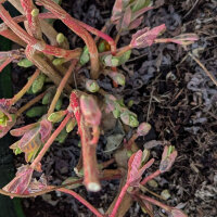 Euphorbe dorée (Euphorbia epithymoides syn. polychroma) Graines